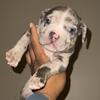 Bully pups 