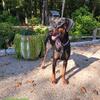 Akc registered  European doberman puppies