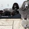 AKC Silver & Blue Poodles Puppies
