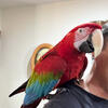 Beautiful female green wing macaw