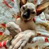 Sphynx Kittens 