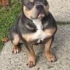 Blue Tri Female American Bully 