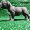 American Bully Puppies, ABKC Registered