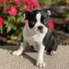 Boston Terriers