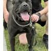 AKC Registered Cane Corso Puppies 