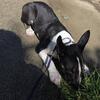 Akc standard male bull terrier ready to be picked up...