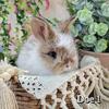 🐰English Angora Doe 🐰