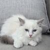 Blue Bicolor Ragdoll Kitten Female