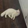 Beautiful All-White Persian Cat – 1 Year Old, Vaccinated