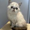 Blue points Exotic shorthair female 