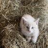 Quality Barn Kittens 