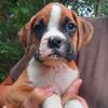 CKC Boxer Puppies