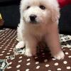 Great Pyrenees Puppy