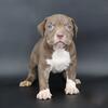 Maple - XL American Bully - Female