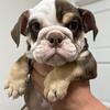 English Bulldog Puppies 