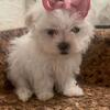 Maltese --Male & Female 