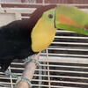 Young Beautiful Toucan