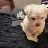Multipoo pups