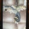 3 female Bengal  kittens (Stud)75%Bengal 25%Savannah