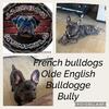 AKC French bulldogs