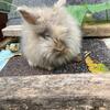 Lionhead Bunnie
