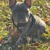 5 month old blue French bulldog male 