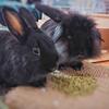 Free Pair of Bonded Bunnies