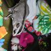 Sugar gliders 