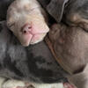 ABKC PUREBRED XL BULLY PUPS