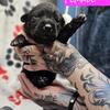 CANE CORSO puppies! Dad is international grand champion son