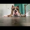 American Bully