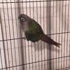 Normal Green Cheek Conure