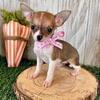 Teacup Chihuahua Pups $250