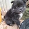 Male Purebred Pomeranian Puppies 