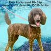 AKC/UKC standard and moyen sized poodle studs. Brindle, brindle parti, red and apricot abstracts, Sable, Tri colored.