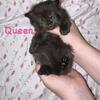 Persian/ British Shorthair Kittens 