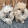 Lionhead rabbits tort Jrs