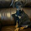 CKC Registered Doberman Puppies