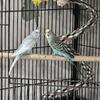 Two male budgies 