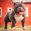 American Bully Stud, pocket. 