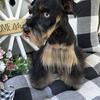 AKC Registered Miniature Schnauzer Puppy 