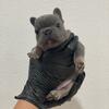 French Bulldog Male