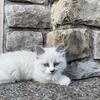 Cute ragdoll kitten mix