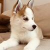 Pomsky Puppies!  Pomeranian/Husky!  Beautiful pups in Grand Rapids Mi!