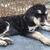 Sheepadoodle girl Cookie