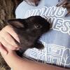 Polish rabbits/bunnies