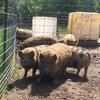 Kune Kune pigs 