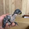 2 baby eclectus