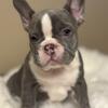 SOLD!!! - AKC registered - French Bulldog Puppy