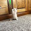 Exotic Short Hair Kittens, CFA registered, 